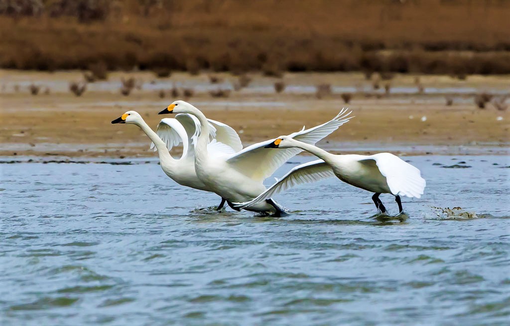Bewick's Swans