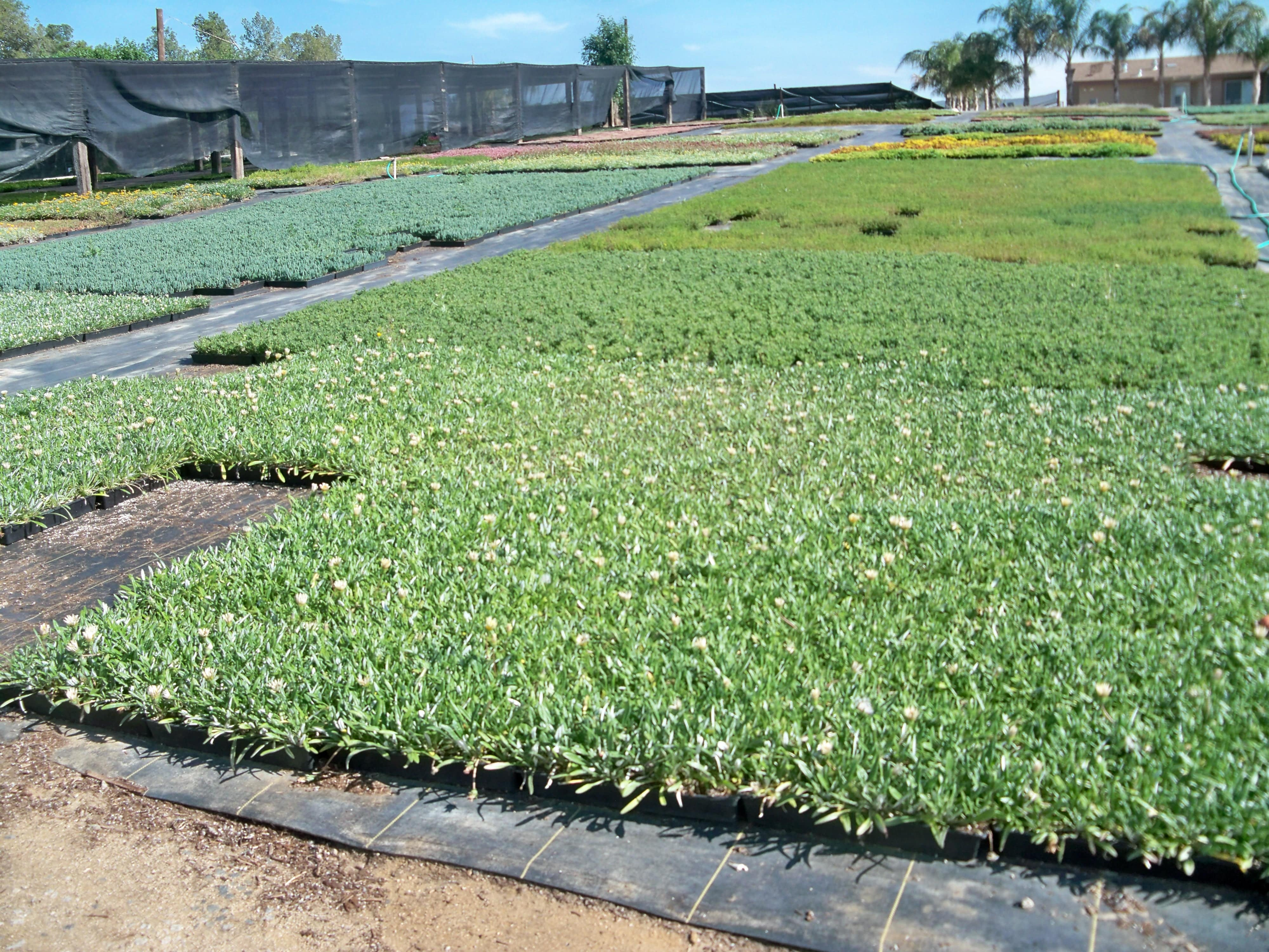 Ground Covers