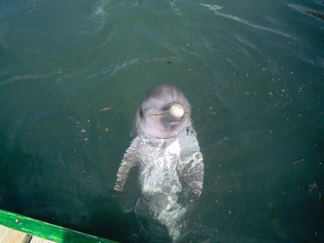 Who can resist meeting Flipper?