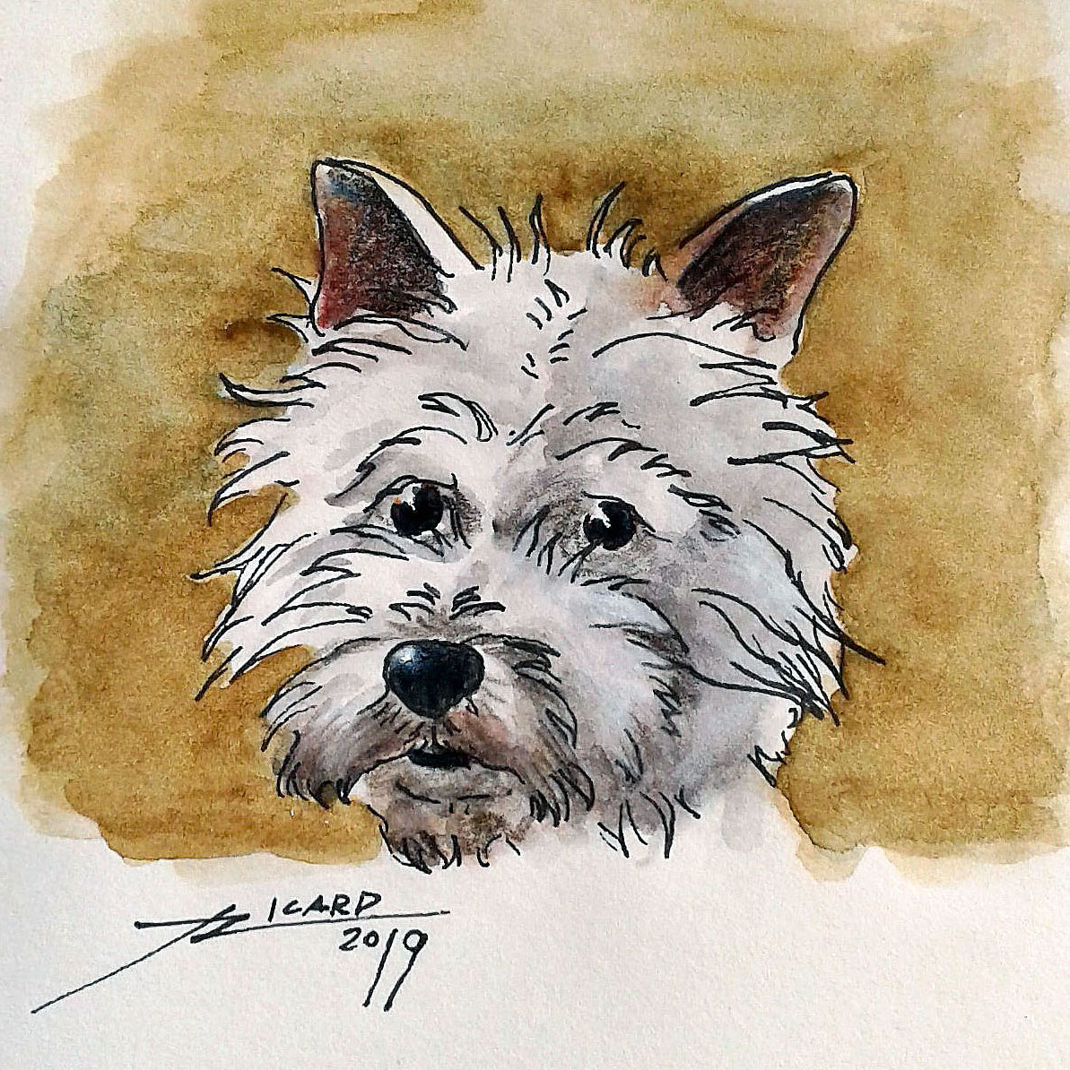 Chiwi. Acuarela y lápices de color, 2019