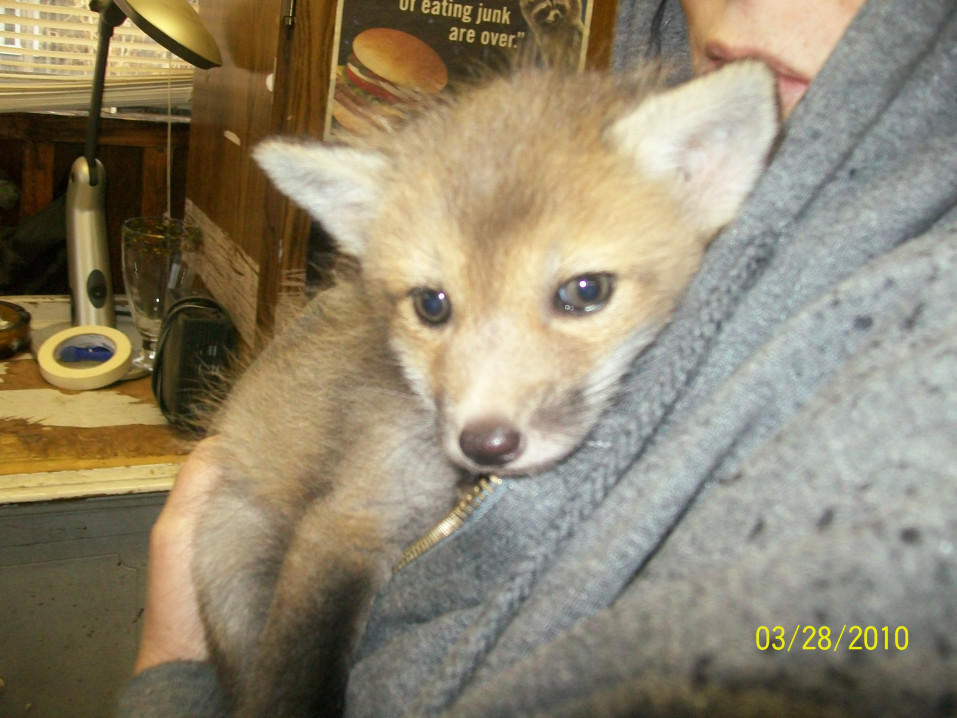 2010 first baby fox.....
Lady Marmalade!!