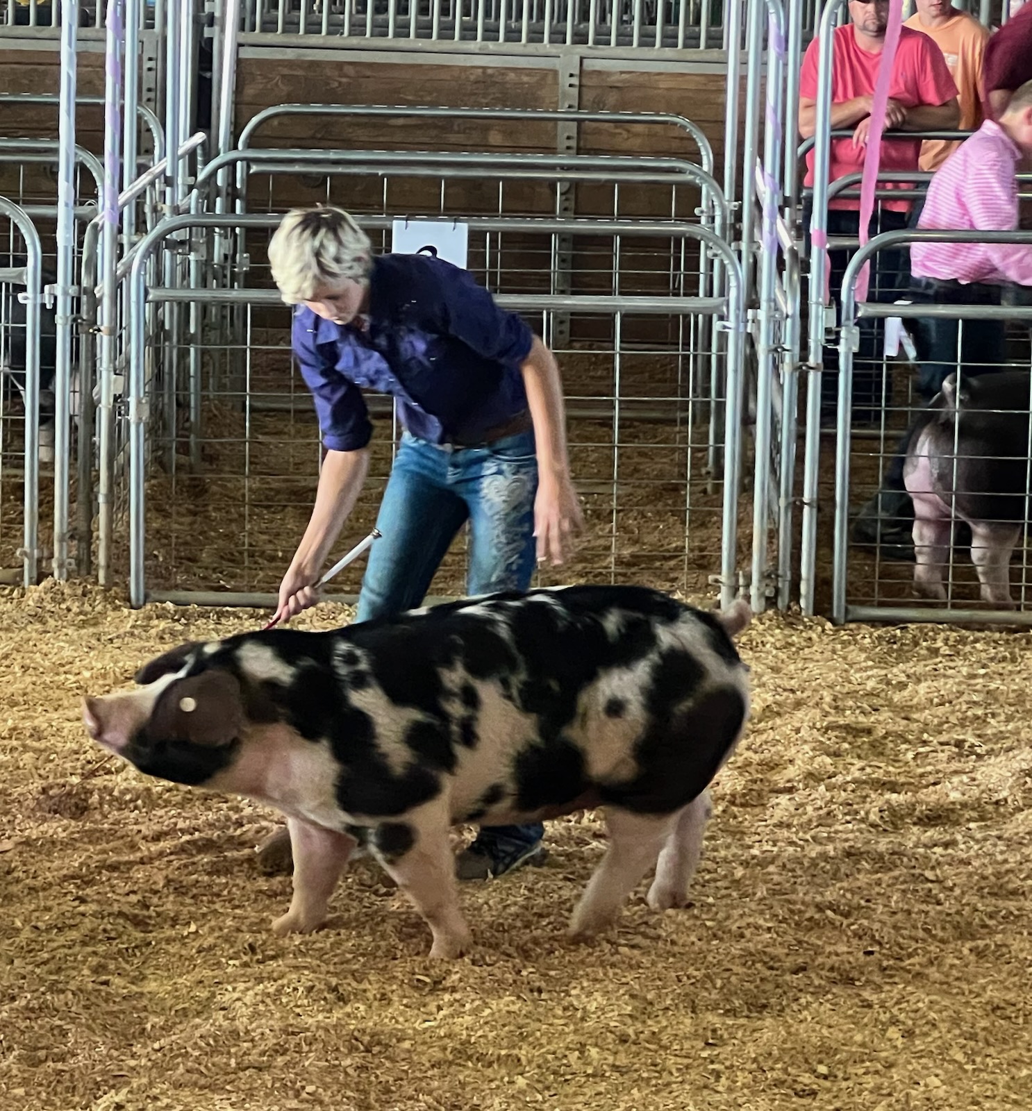 Samantha Lindsey
2023 White County Fair
Champion Spot Gilt
3rd Overall Purebred Gilt

