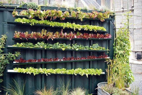 Are you interested in growing veggies and herbs in small spaces?