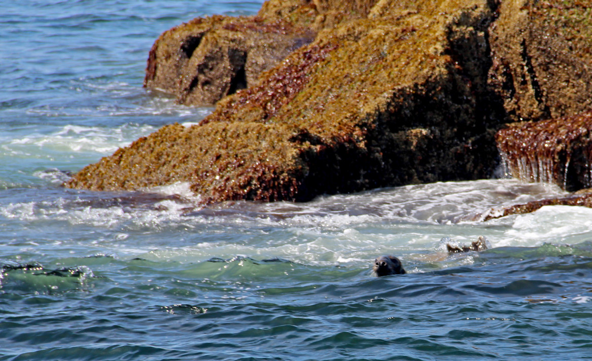 Harbor Seals in Frenchman's Bay near Acadia 
National Park, Maine