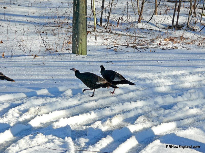 Wild Turkeys in the Snow