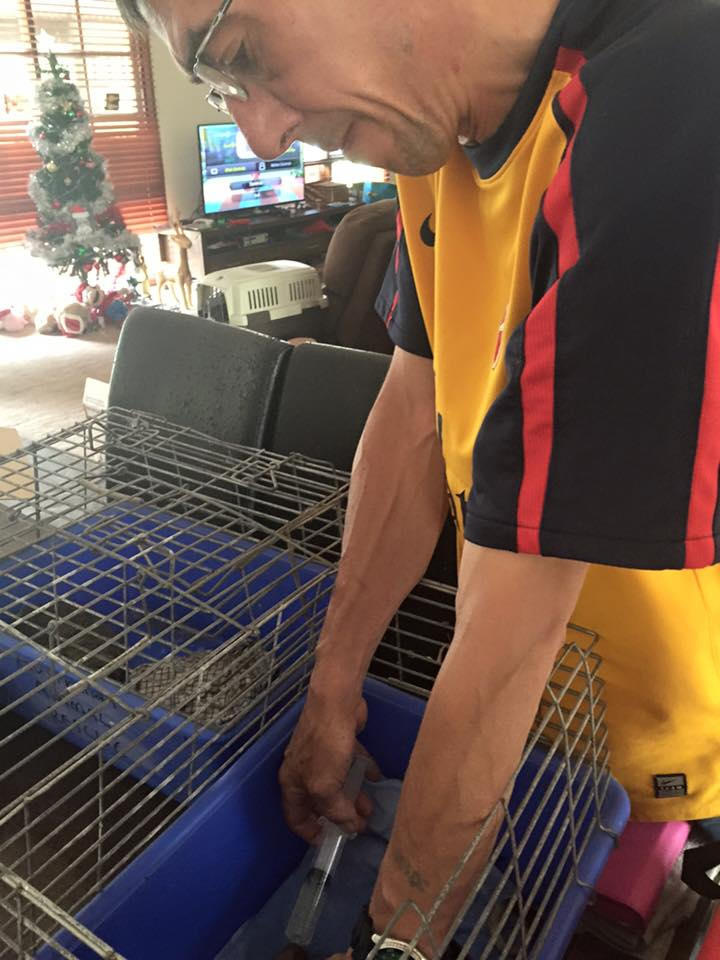 Julian rehydrating a possum during a hot summer day.