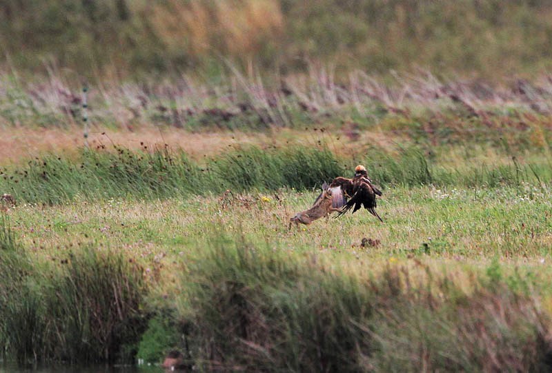 Hare boxing Marsh Harrier