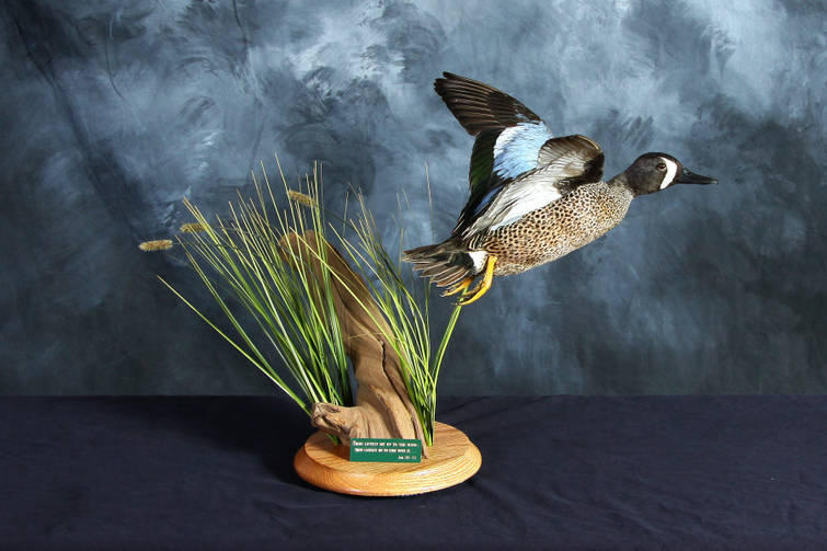 The first duck we ever entered in competition.