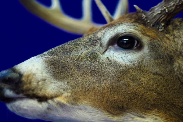 deer-detail