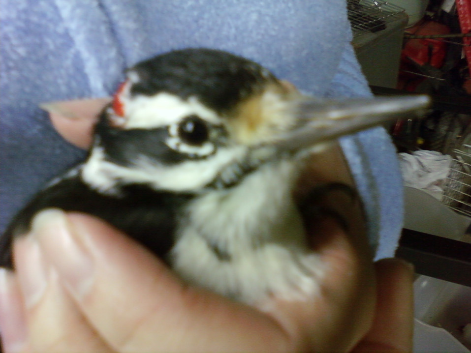 baby woodpecker