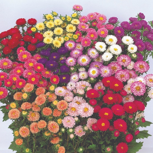 Matsumoto Mix