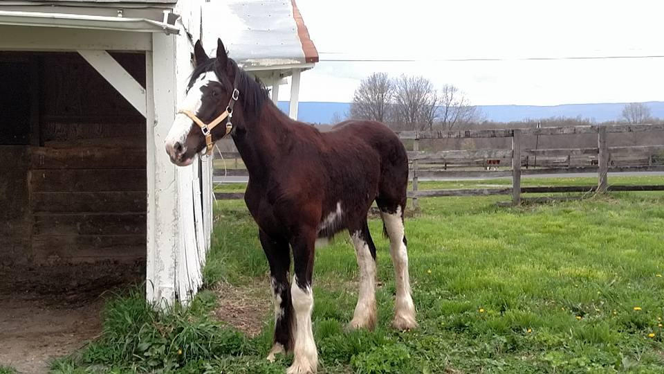 Teddy: The Day He Came Home!
