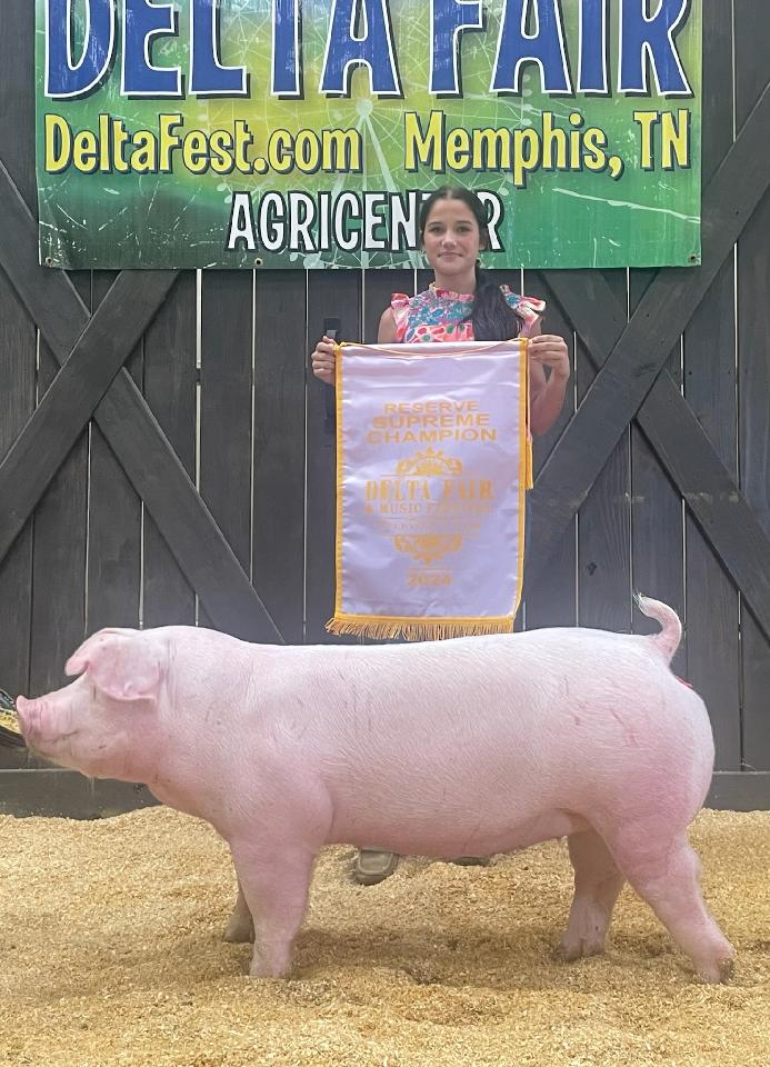Nathan and Cara Roach
2024 Delta Fair & Music Festival
Champion Chester White Gilt
Day 1 and Day 2
Reserve Champion Overall Gilt
Day 1 and Day 2

2024 Obion County Fair
Champion Chester White Gilt
3rd Overall Purebred Gilt 