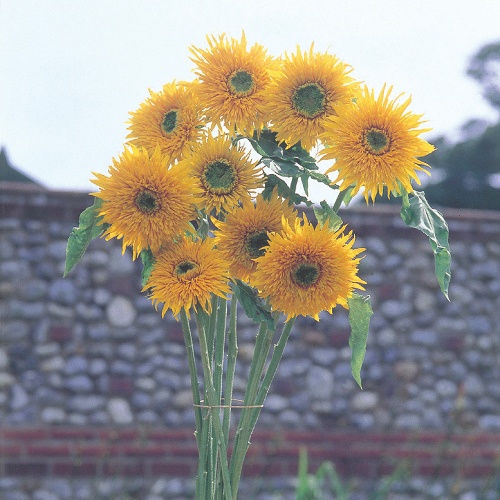 Twilley Seed Sunflower