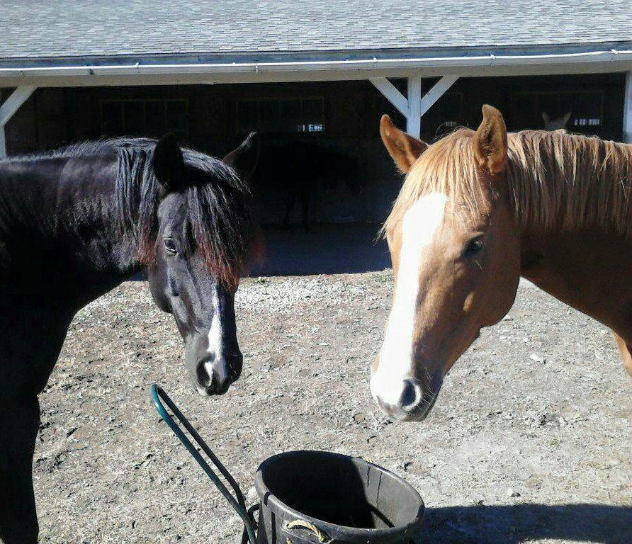 Bentley And His Brother Twister: They Have The Sam Daddy