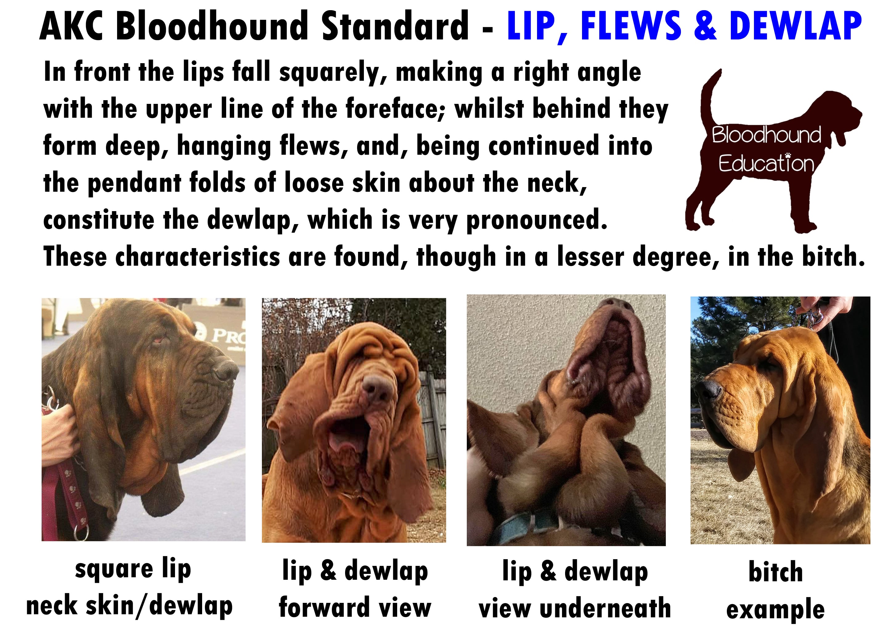 https://0201.nccdn.net/4_2/000/000/038/2d3/6c-std---lip-flew-dewlap.jpg