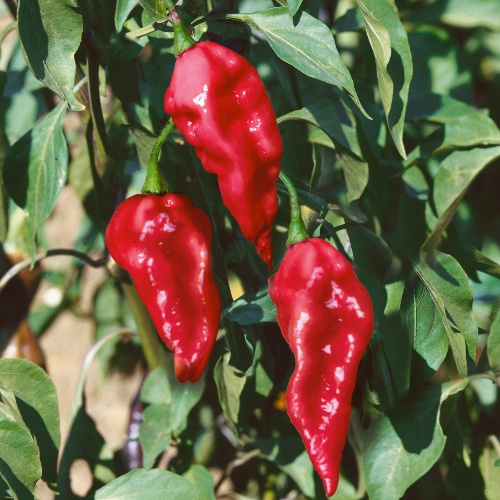 Pepper Ghost (Naga Jolokia) Pepper Ghost (Naga Jolokia)