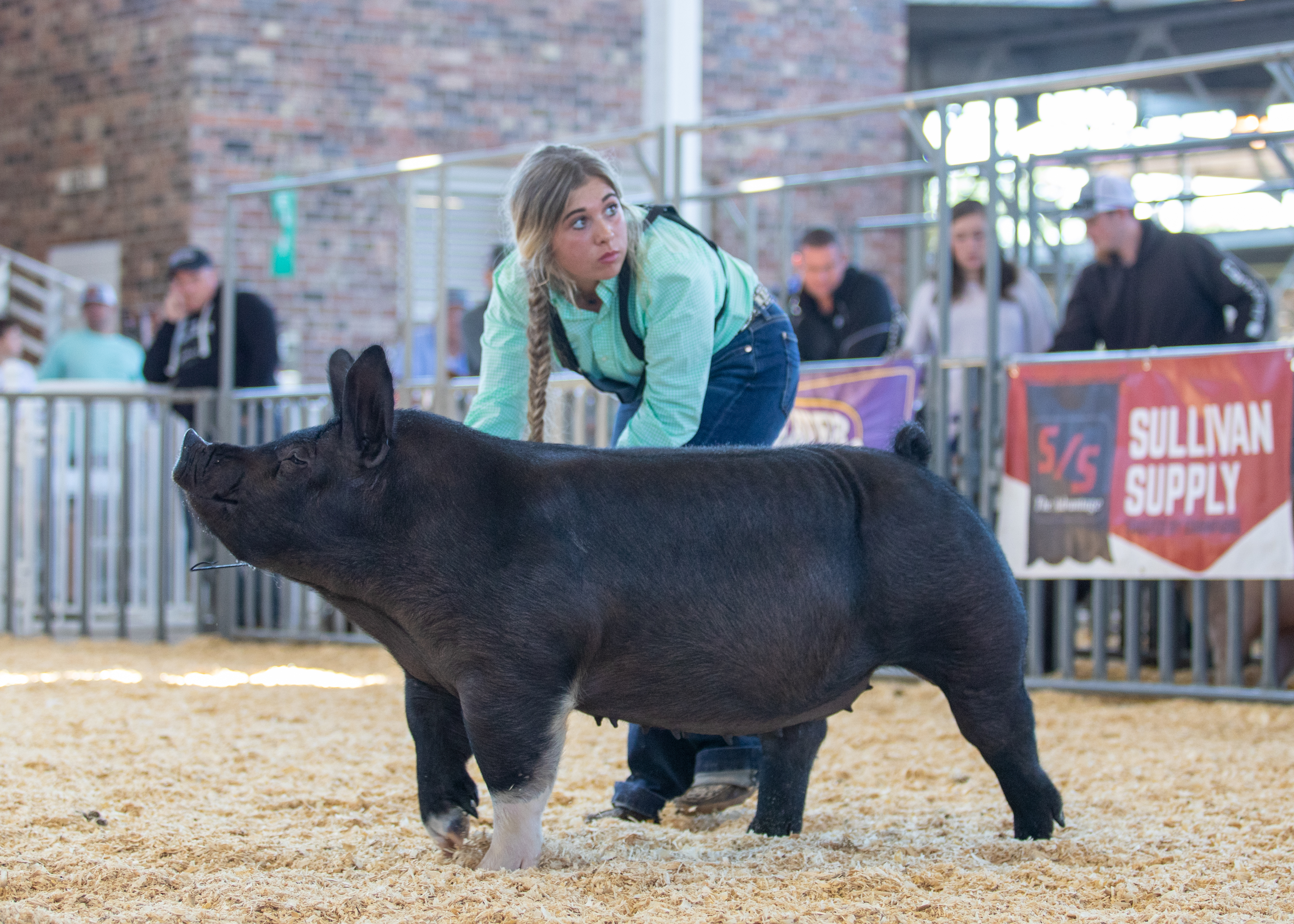 Lena Stricklen
2020 Phelps County Fair, Missouri
Supreme Gilt Overall