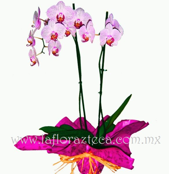 MD - 111  $1,980
Orquídeas phanelopsis * Consulta disponibilidad de colores
