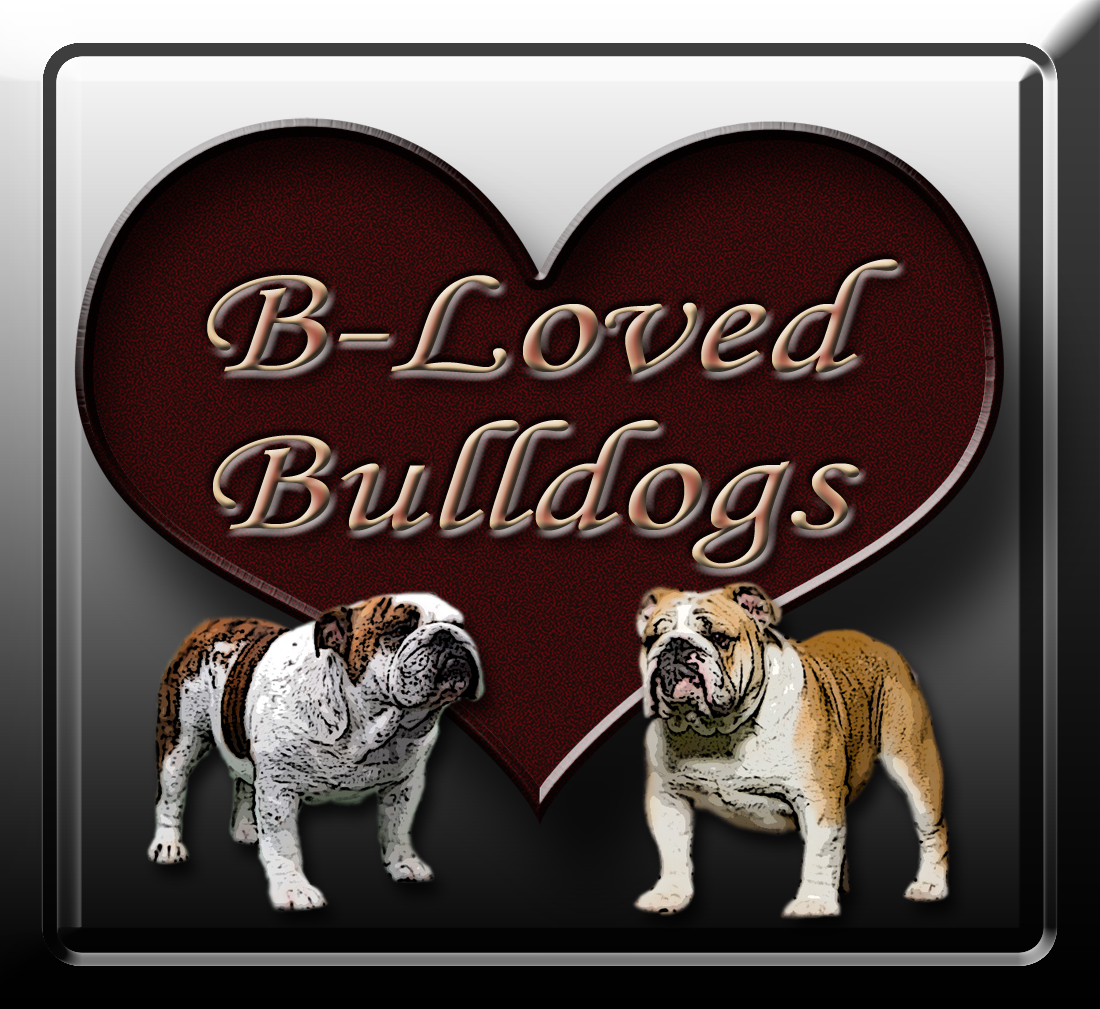 Producing and Showing Champion AKC Bulldogs since 2004