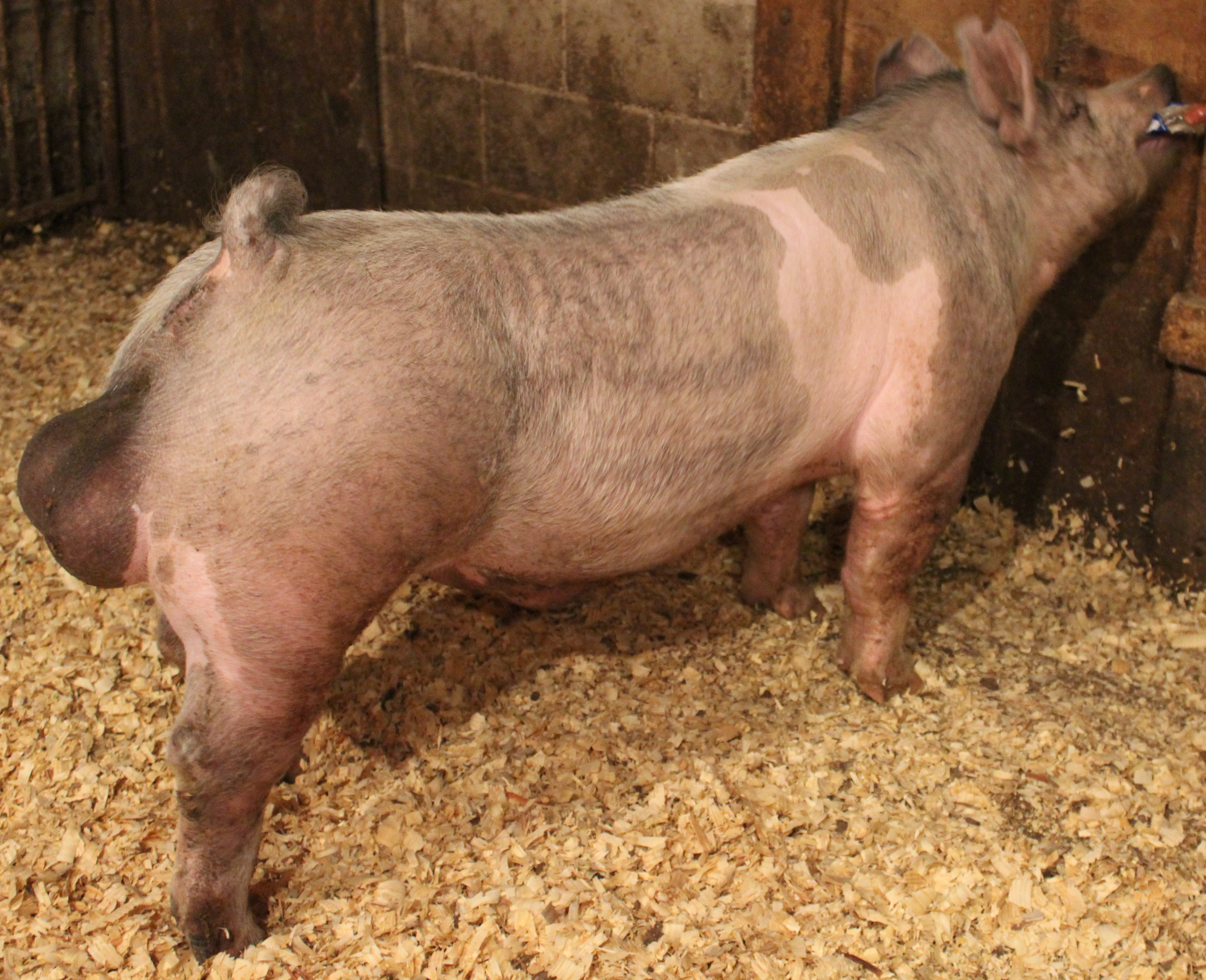 Blue By Design
Blue Print  x Papa Smurf
Bred by: Prater Show Pigs