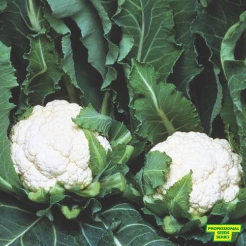 Cauliflower Majestic with Icon " Professional Seeds Series"