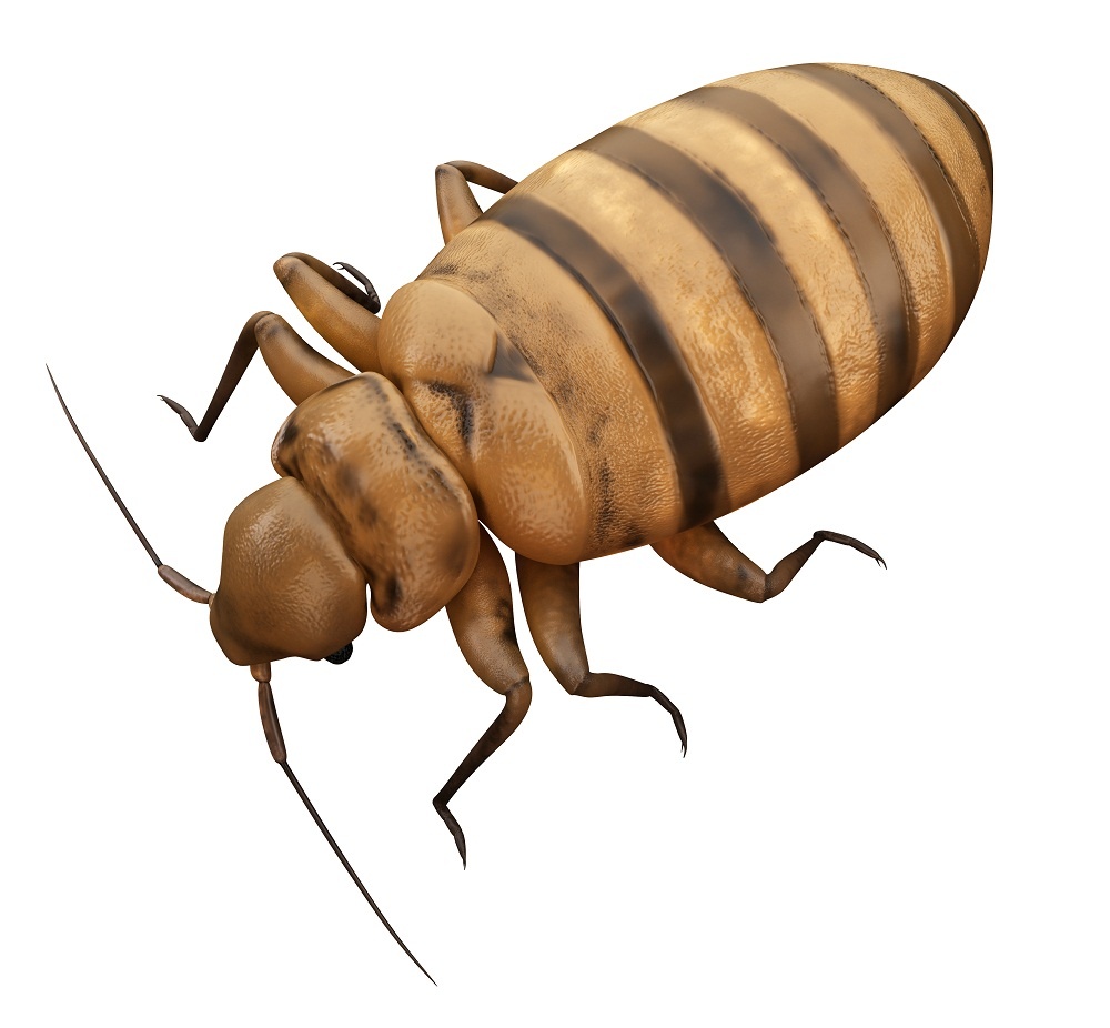 Why Is Florida the Destination for Bed Bugs?
