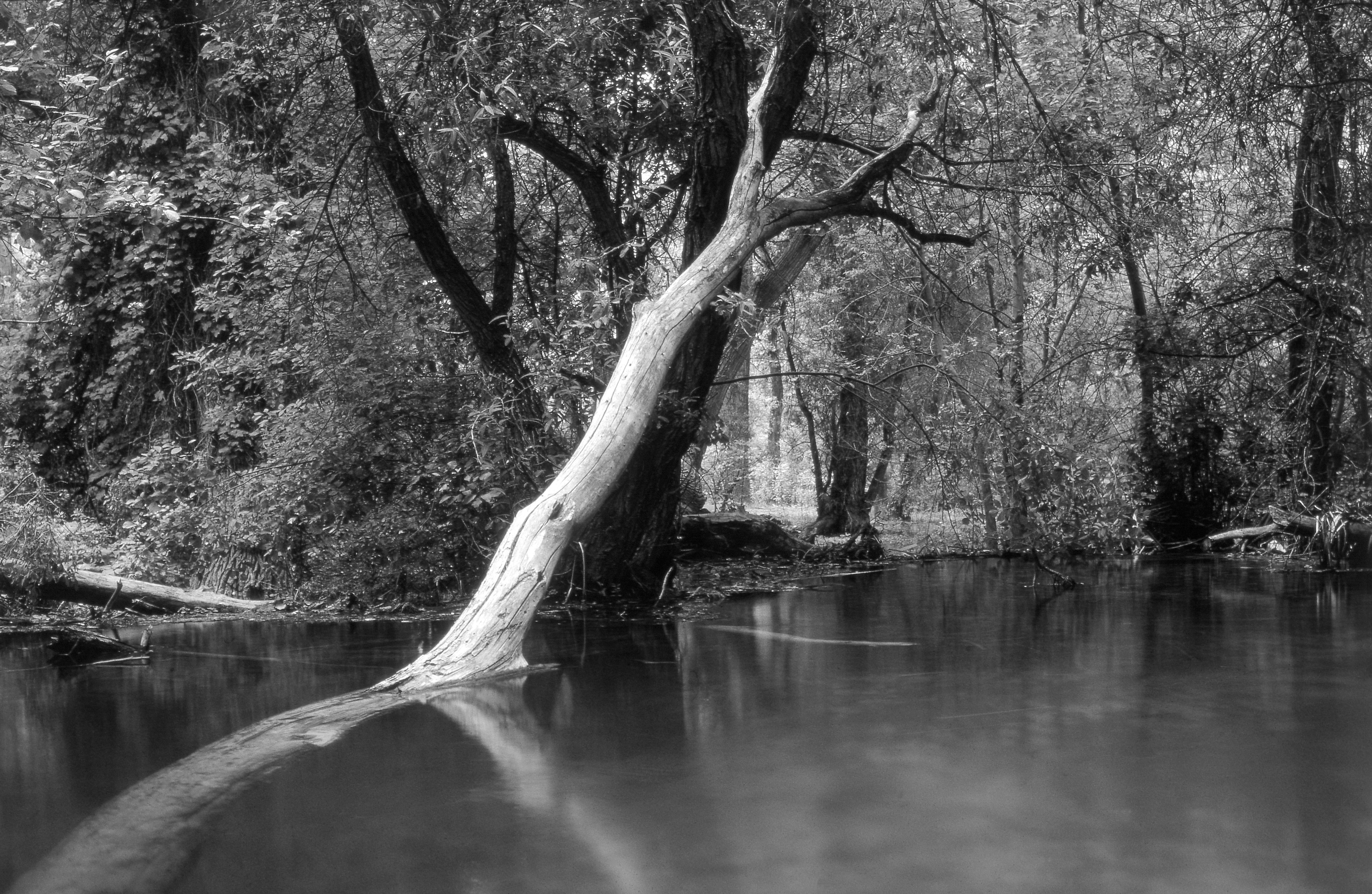 Havasupai Canyon Glade