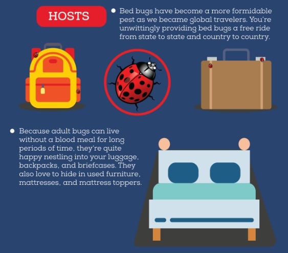 where do bed bugs host