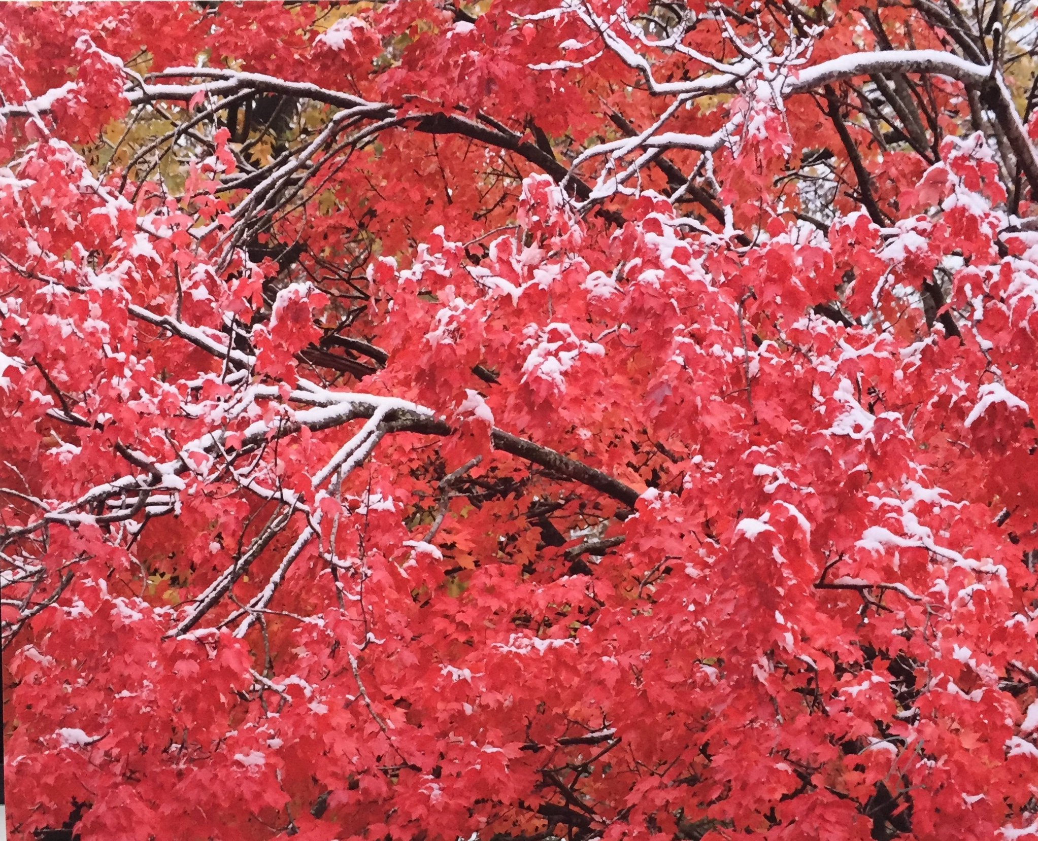 Maple Tree, Autumn Snow
Photography
8" X 10"
$25.