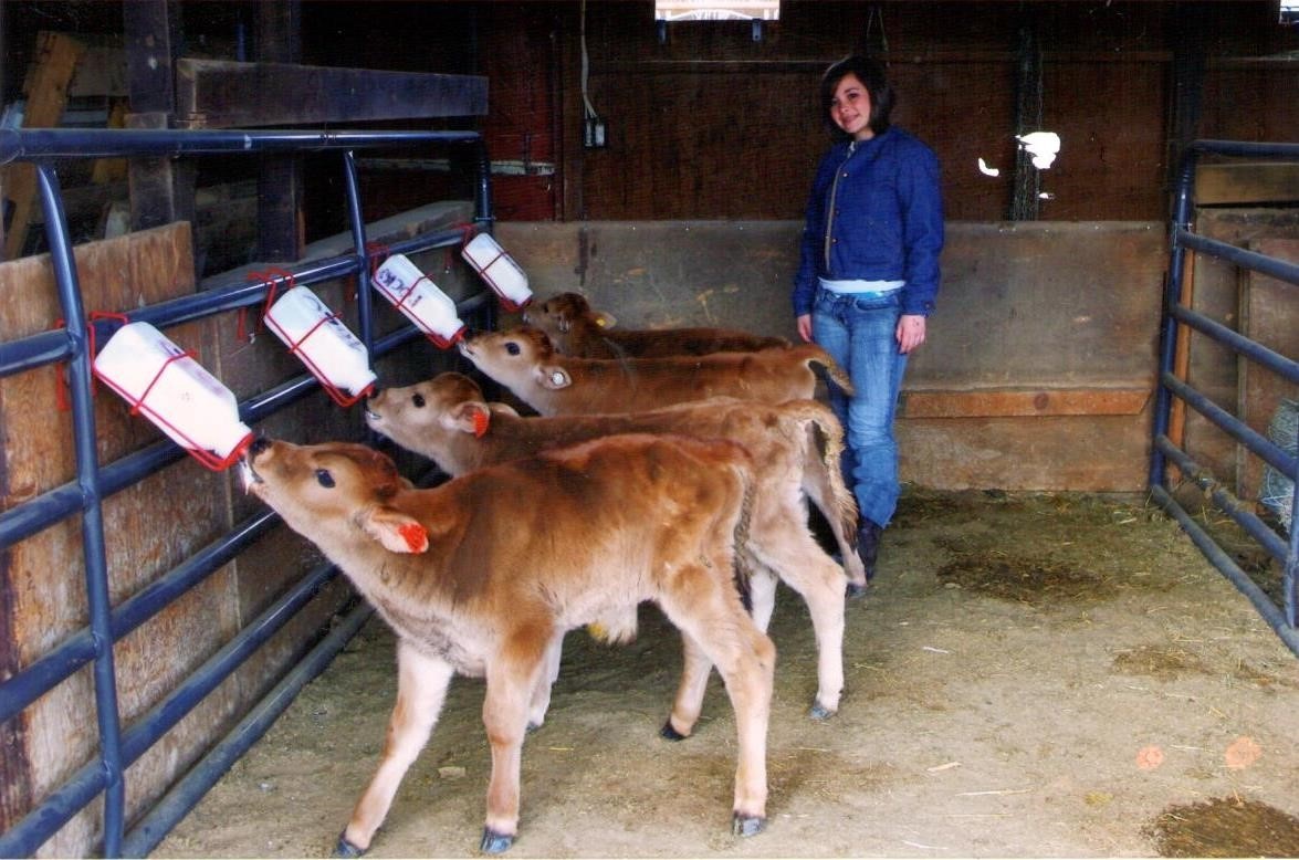 karlee, age 13, bottle feeding Jersey calves