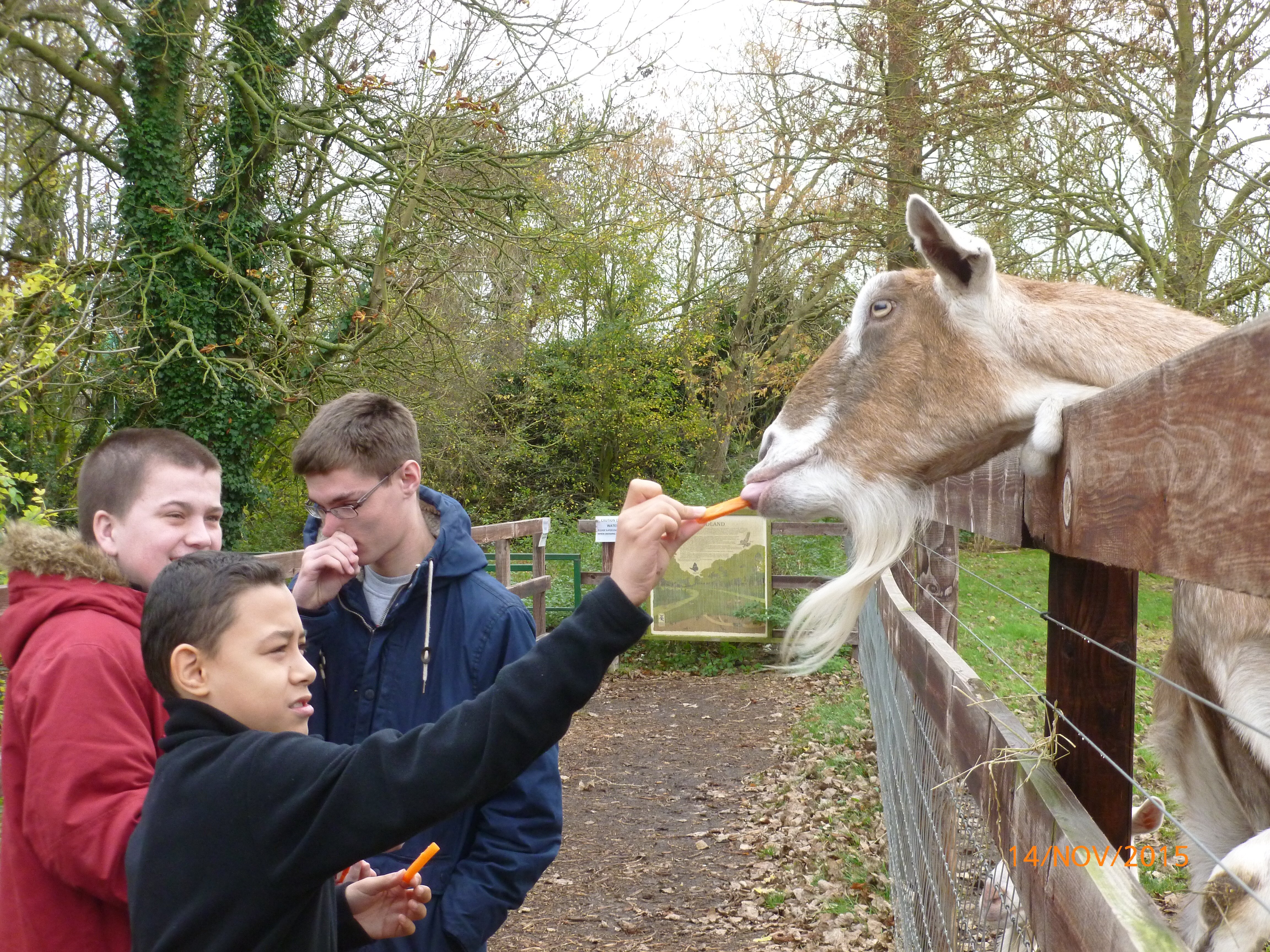 Feeding "Geoff" 
Animal Experience - College of West Anglia