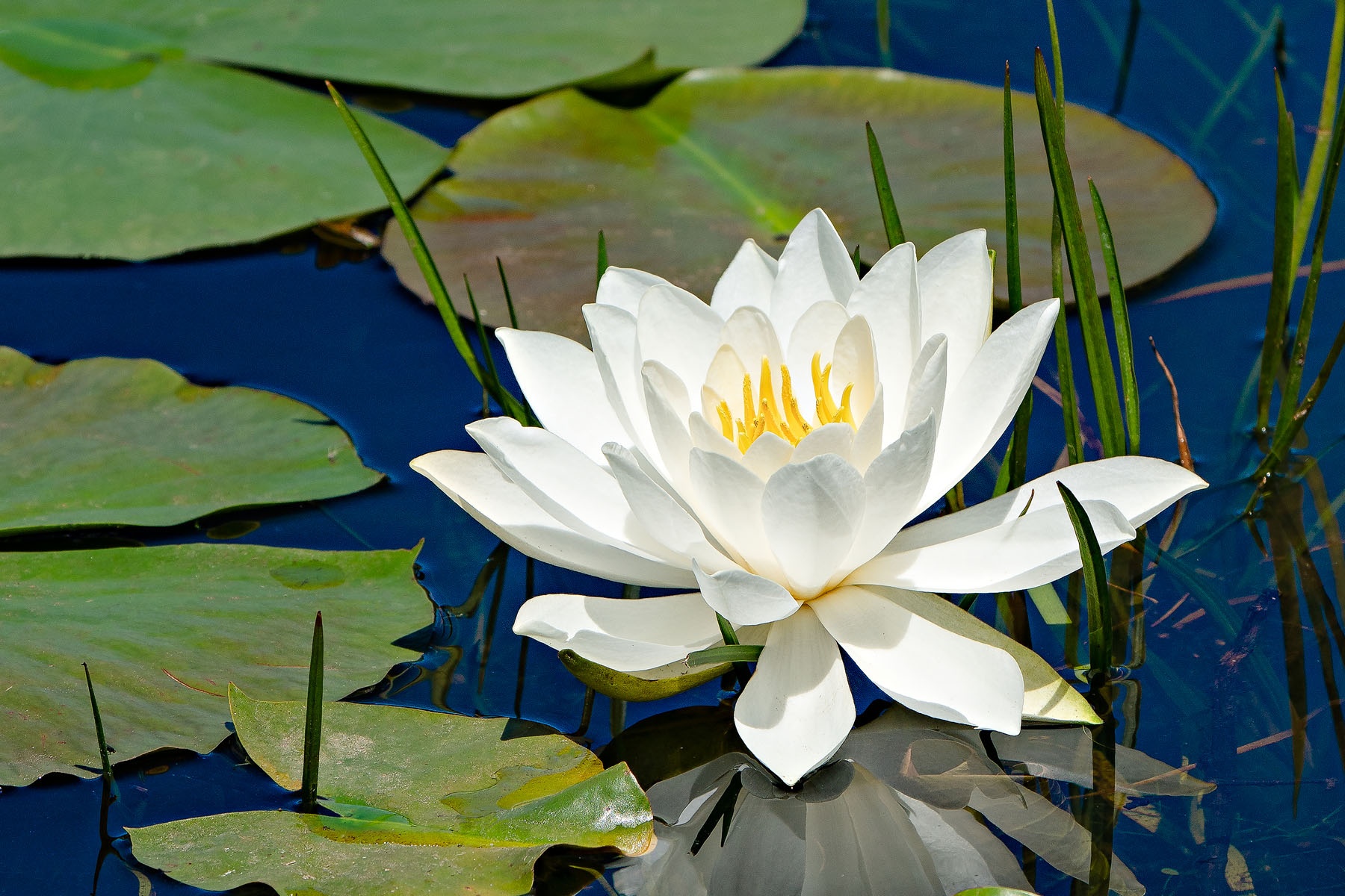 WATER LILY - I came upon this lily in a pond in New Hampshire. I’ve often photographed water lilies without much to show, but I am pleased with this shot.