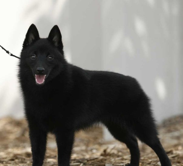 Schipperkes in the AKC Non-Sporting Group