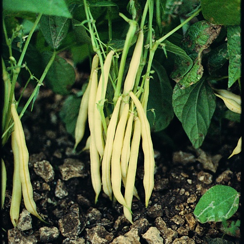 Bean Golden Rod Bean Golden Rod