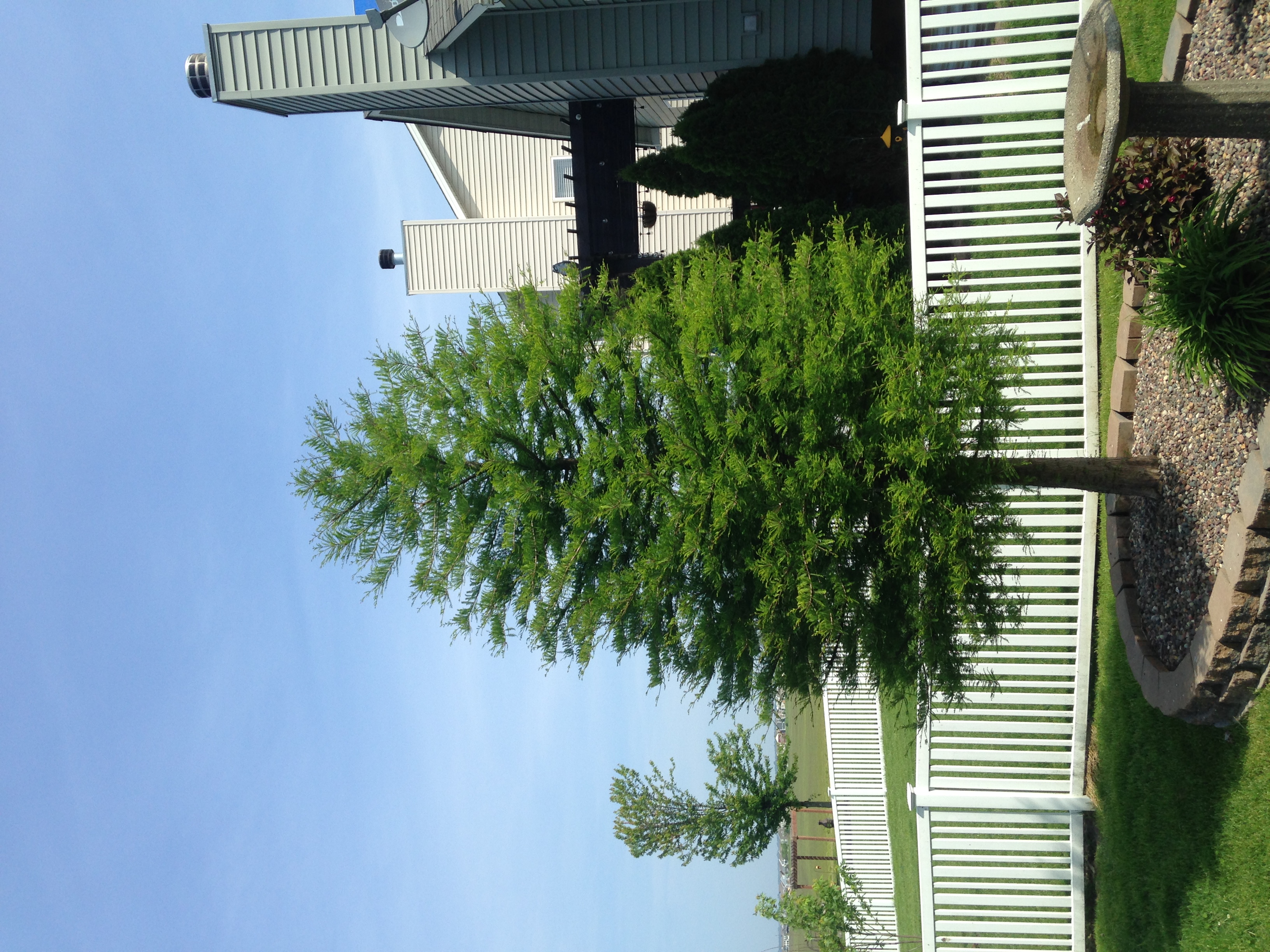 https://0201.nccdn.net/4_2/000/000/038/2d3/bald-cypress-2.jpg