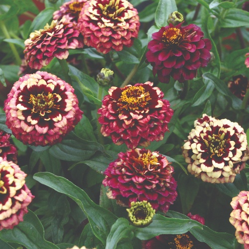 Aztec Burgundy Bicolor Aztec Burgundy Bicolor