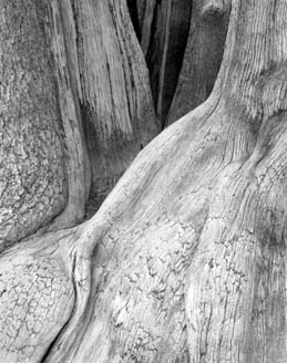 Bristlecone Tree Trunk