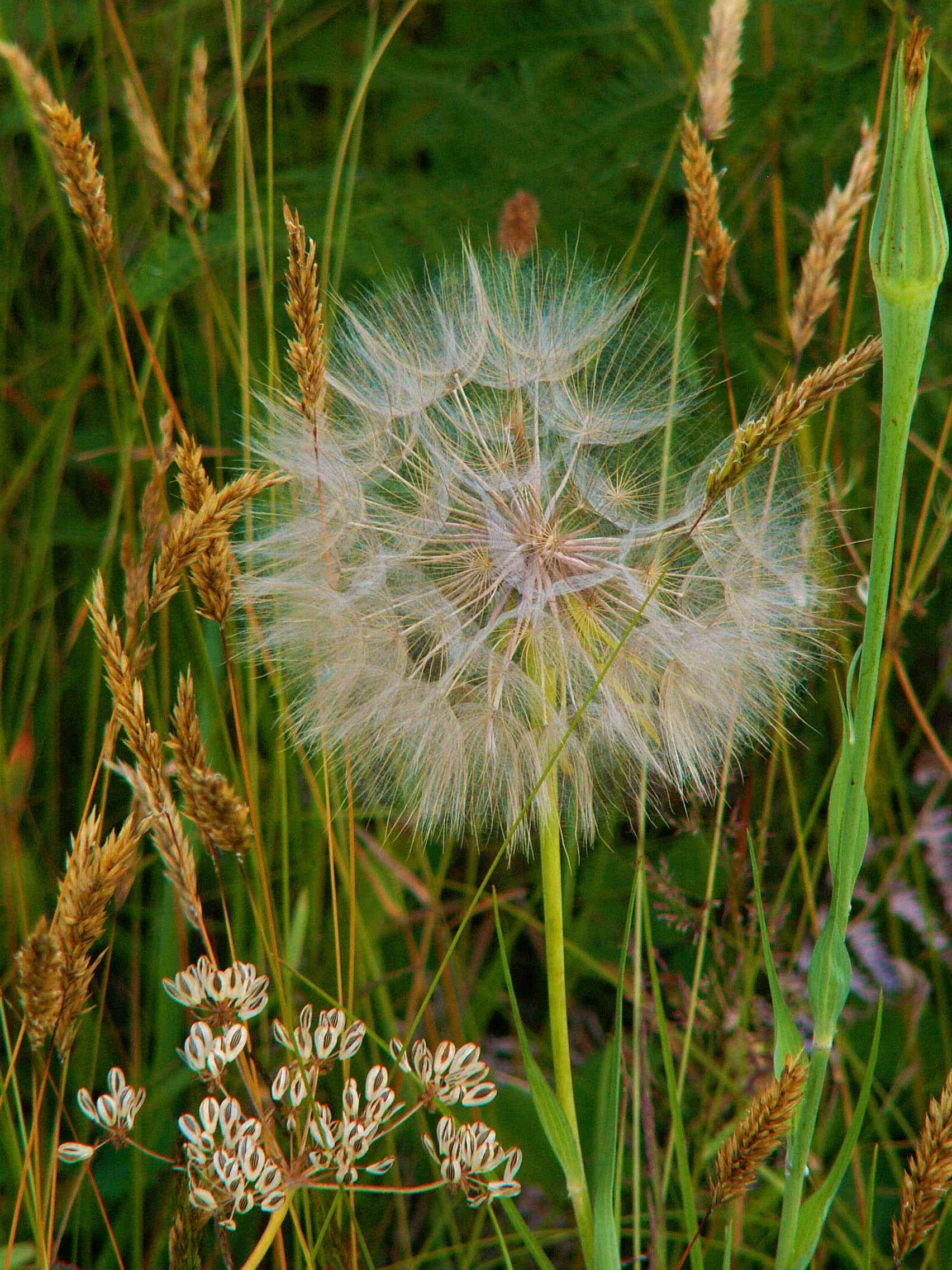 https://0201.nccdn.net/4_2/000/000/038/2d3/dandelion-04.jpg