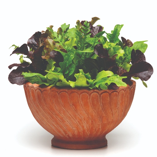 Greens SimplySalad® Alfresco Mix Greens SimplySalad® Alfresco Mix
