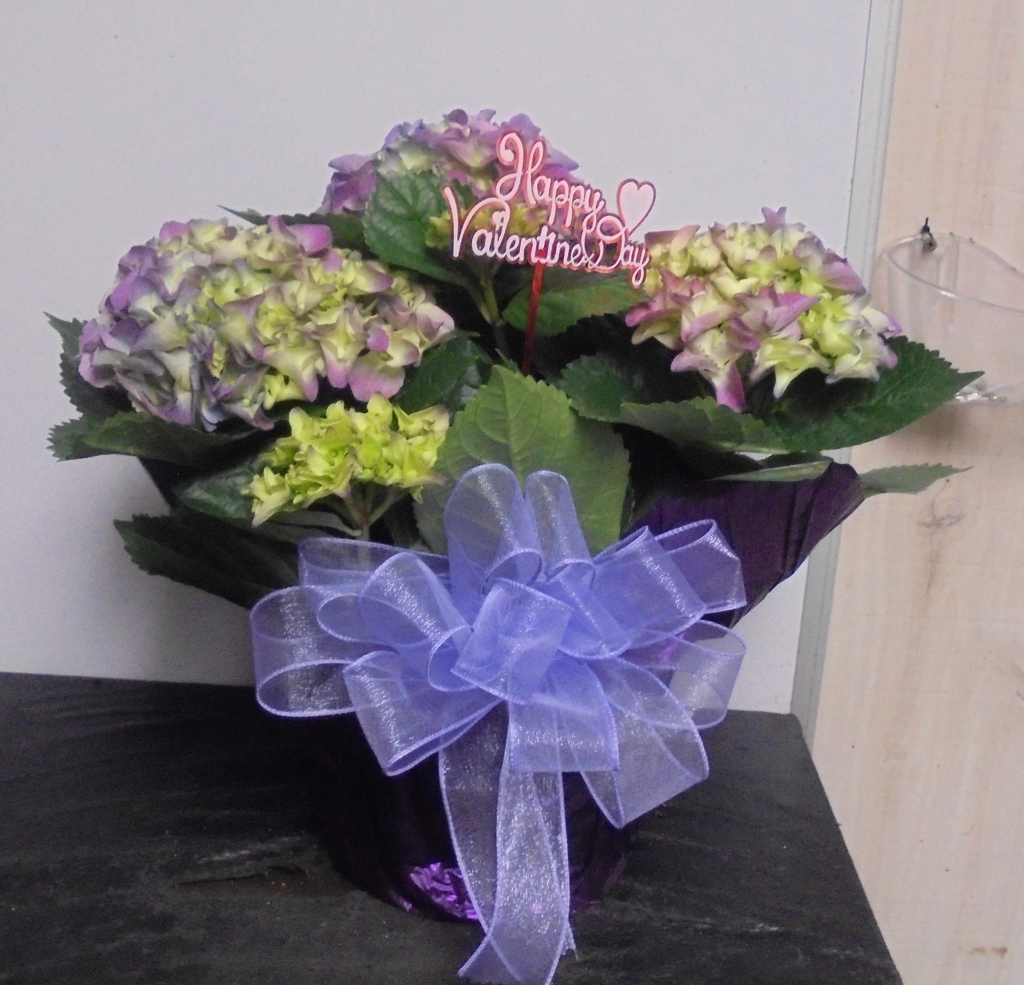 (11)   "Purple" Hydrangea Plant
$60.00
(2 Left)