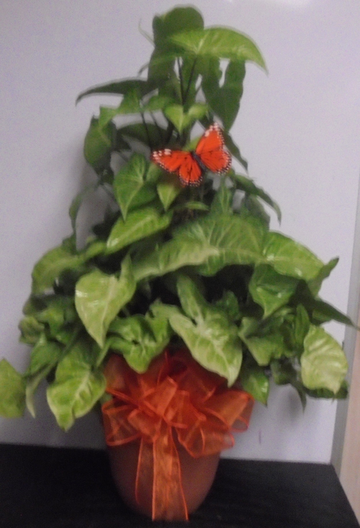 (SORRY SOLD!!)
(12) "Nephthytis" Butterfly Pole Plant
$45.00