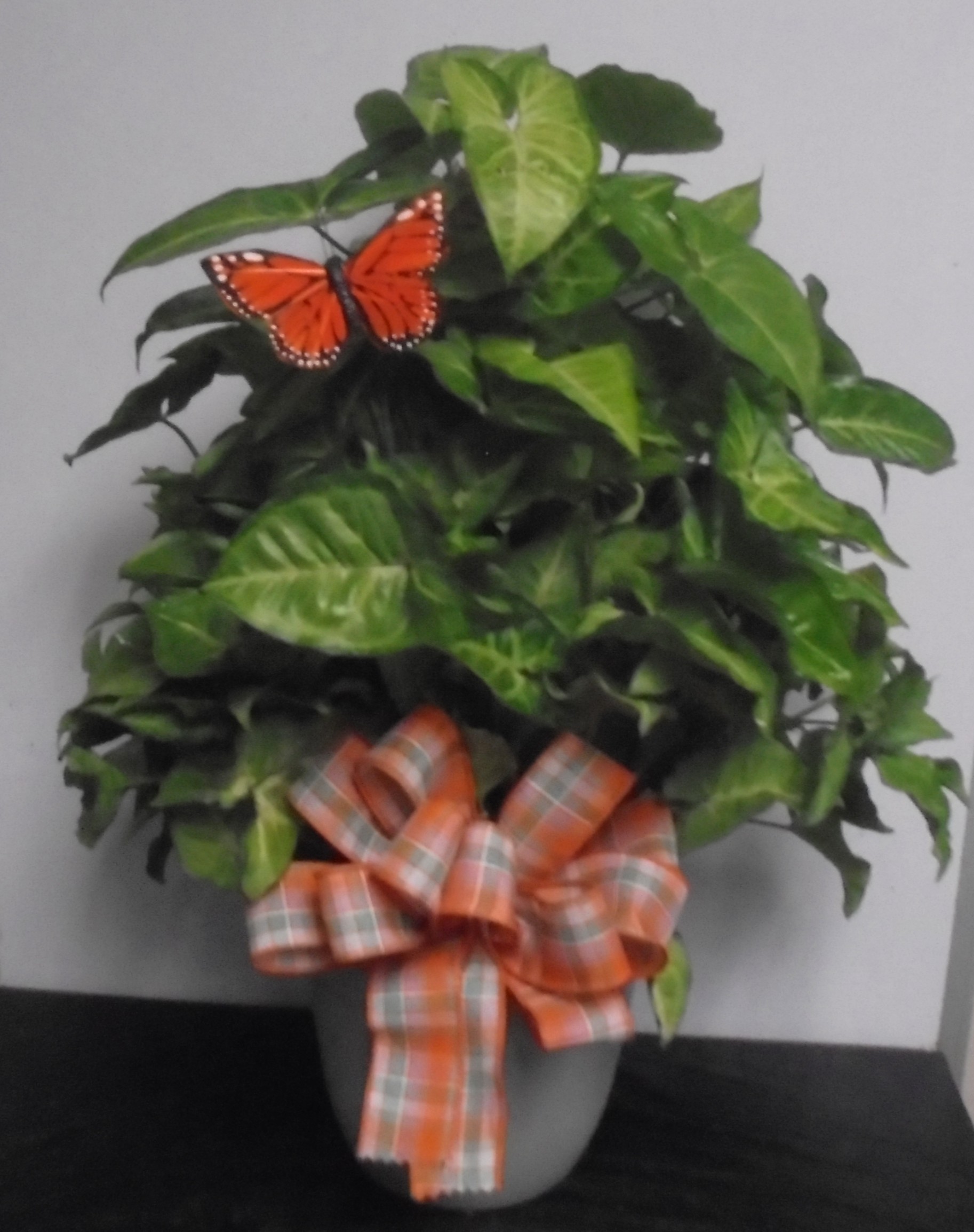 (3)  "Butterfly" Pole Plant
$45.00