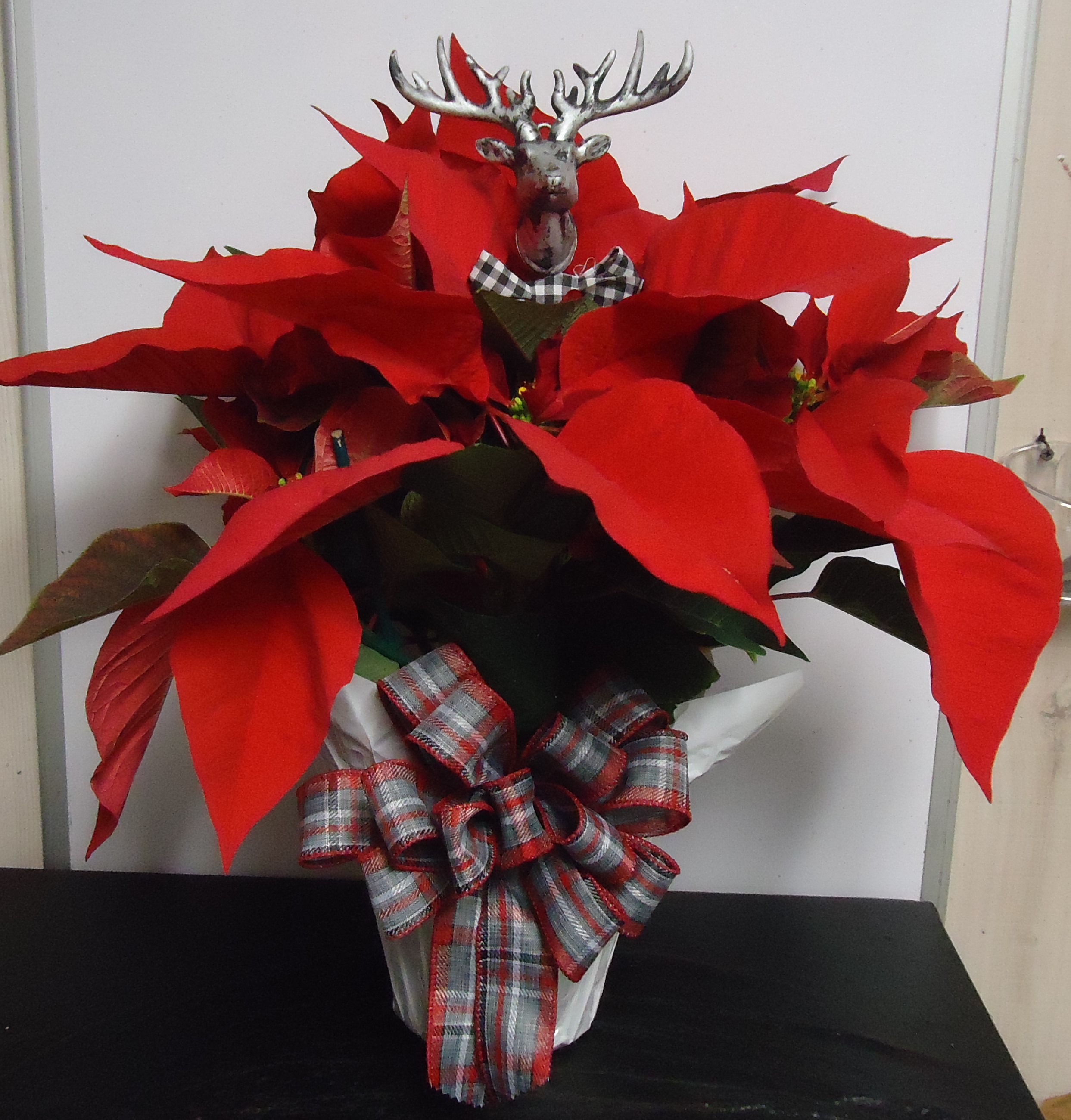 (3B) "Red" Poinsettia
W/ Deer Head
$40.00