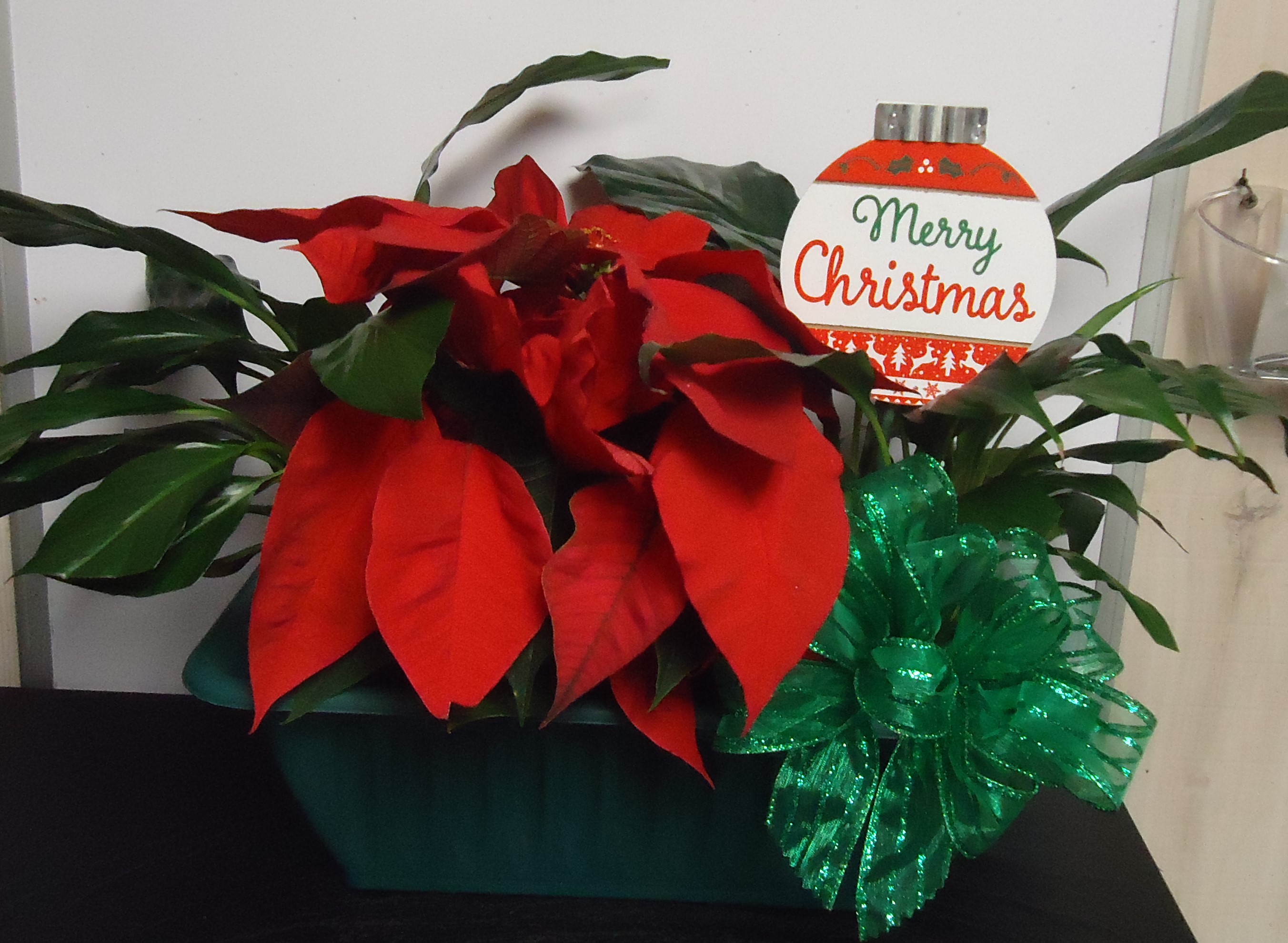 (1A) "Three" Plant Combo
W/ Merry Christmas Plaque
$50.00
