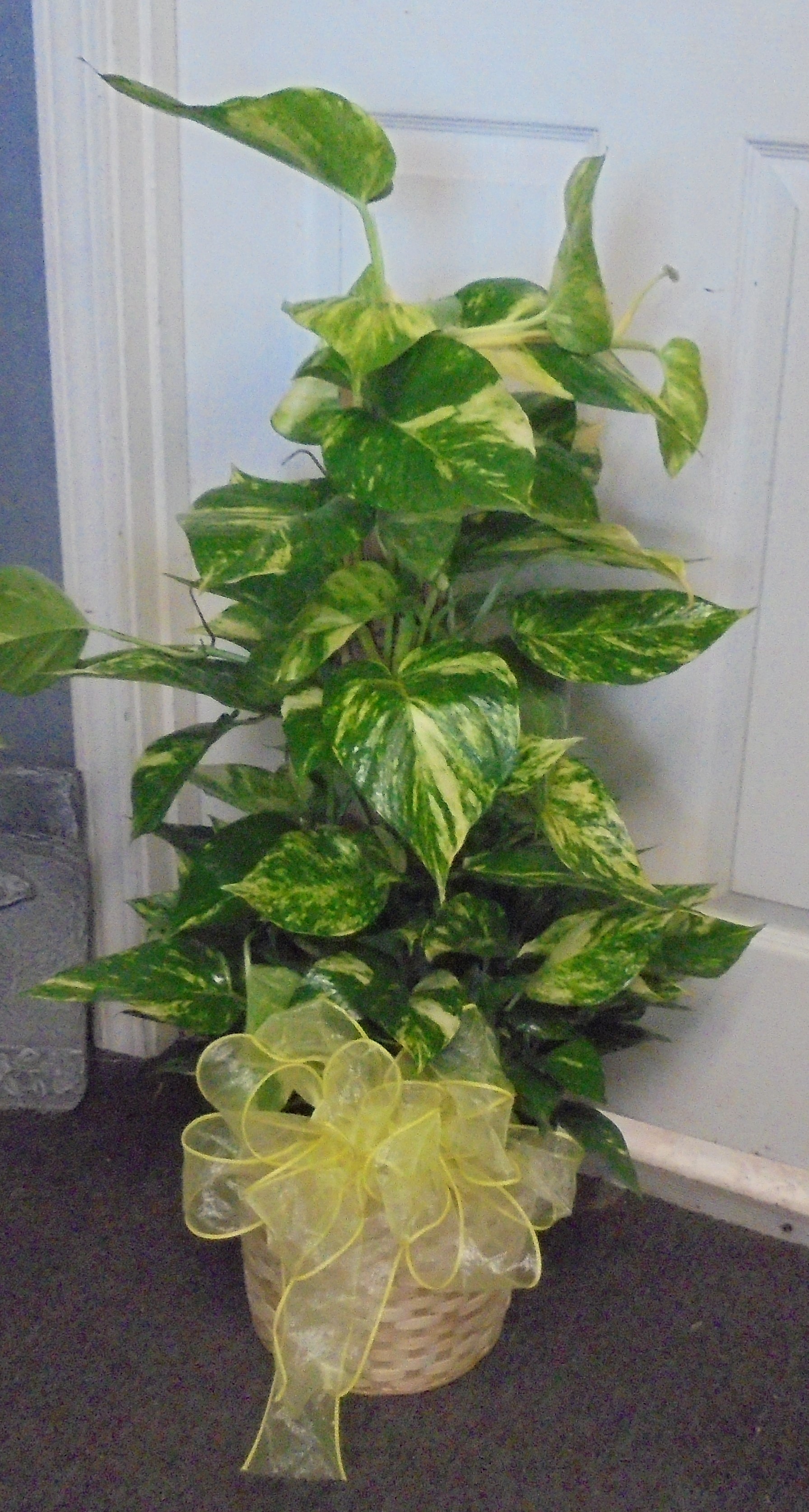 (21) "Totem Pole" Plant
$75.00