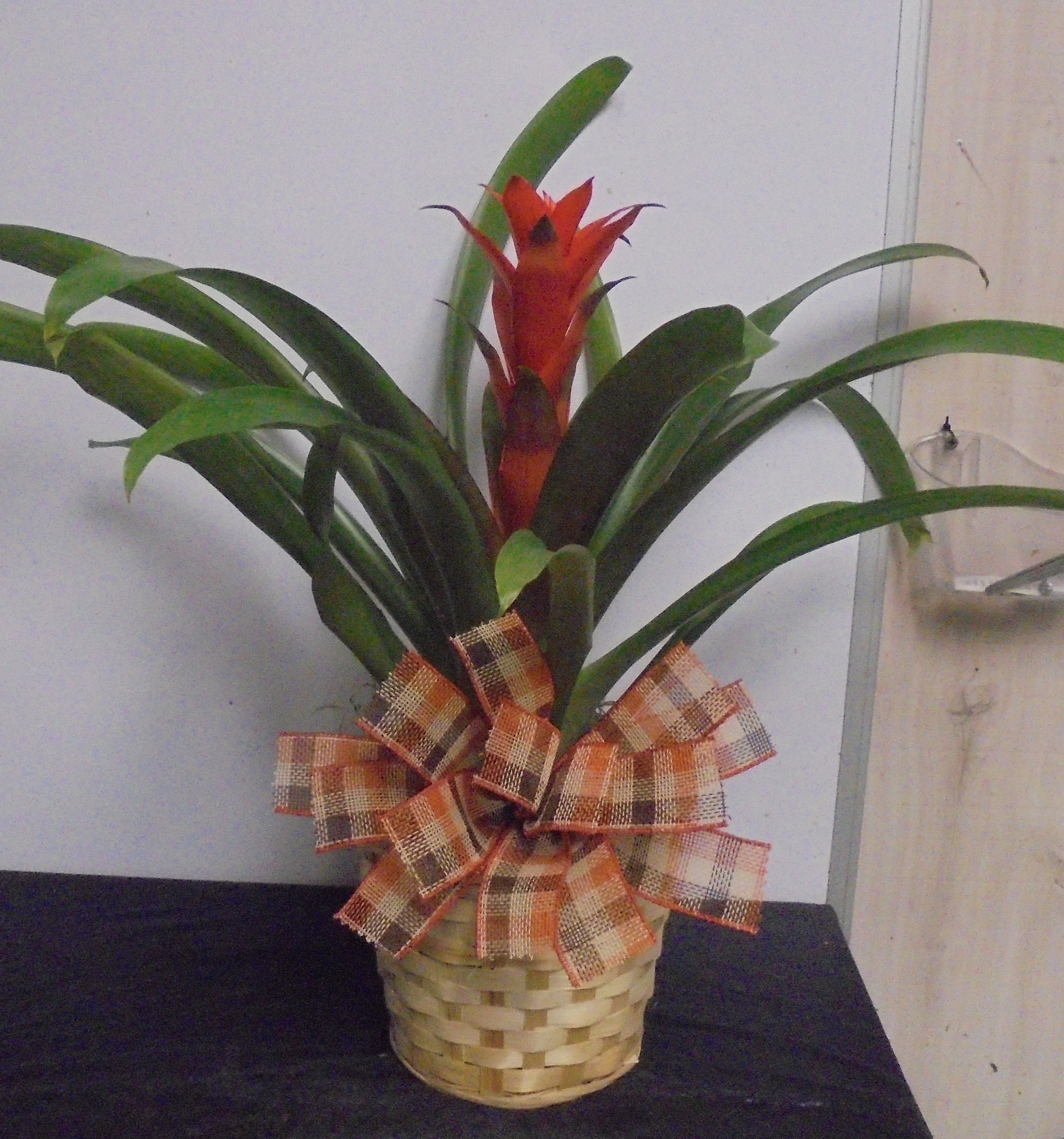 (6) "Orange"  Bromeliad Plant
$50.00