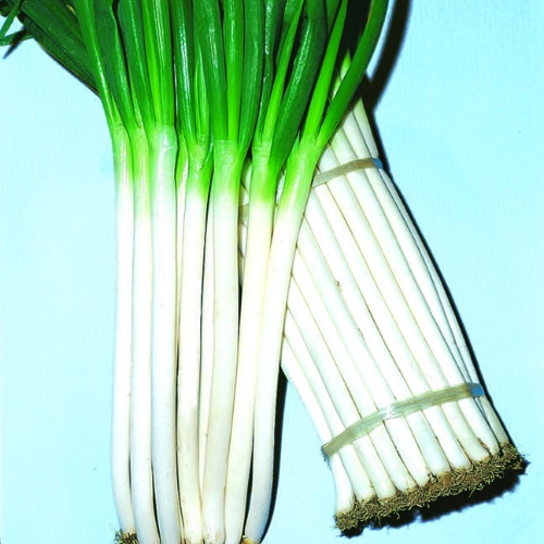 Onion Feast Onion Feast