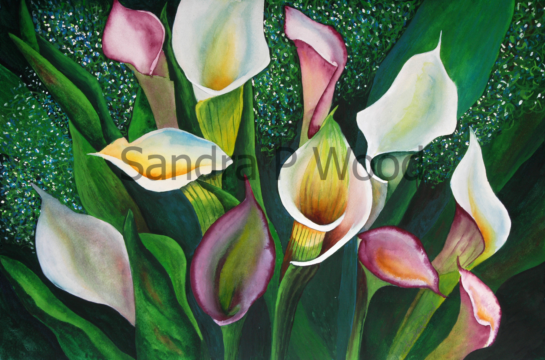 A RIOT OF CALLAS
(watercolor)

