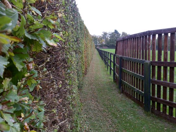 Hedge Cutting - Suffolk